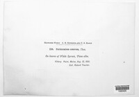 Peridermium conorum image